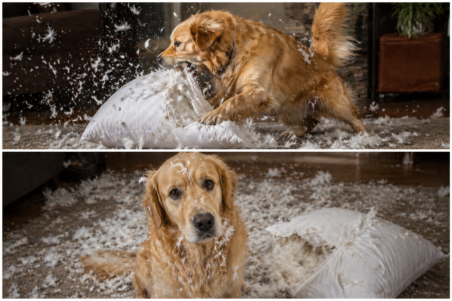 Das Passiv und der Hund